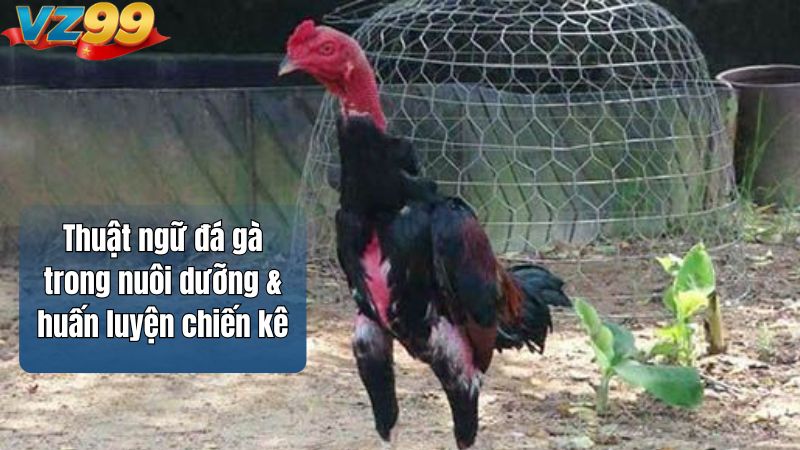 Thuật ngữ đá gà trong nuôi dưỡng & huấn luyện chiến kê