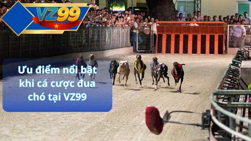 Cá cược đua chó VZ99 – Môn thể thao thú kịch tính nhất 2025 4 Ưu điểm nổi bật khi cá cược đua chó tại VZ99